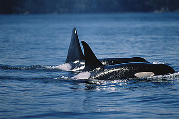 Orcas in ihrem Heimatgewässer