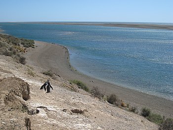 Pinguine auf Valdés