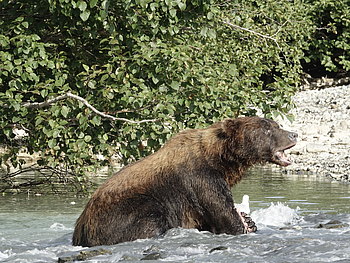 Ein Grizzly im kühlen Nass