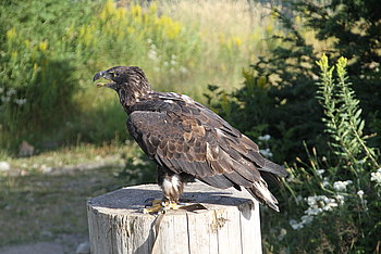 Steinadler